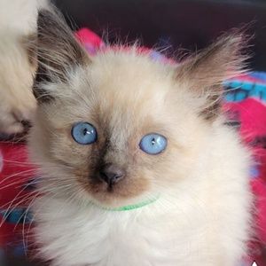 Meet your Posher, Tracy